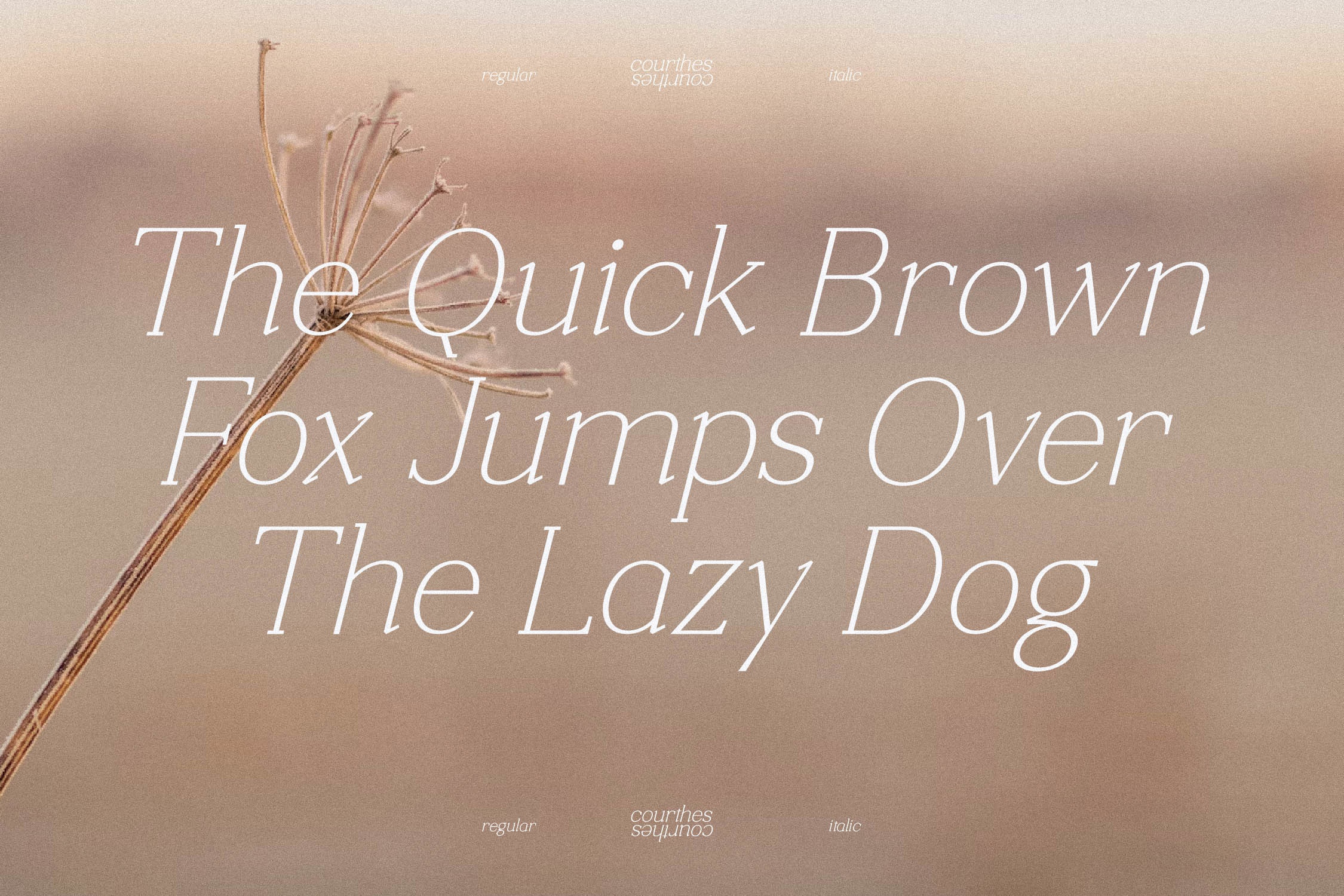 Courthes Italic Font preview